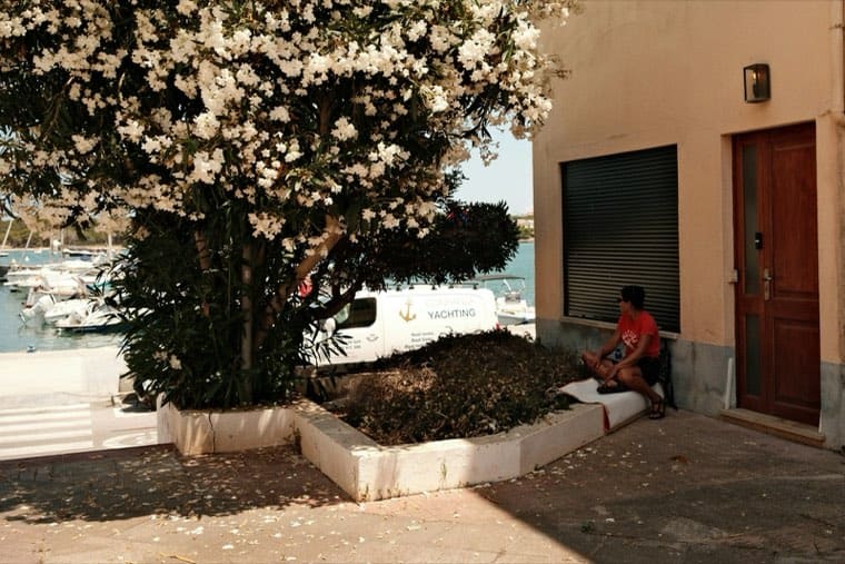 A person sits under a flowering tree by a marina