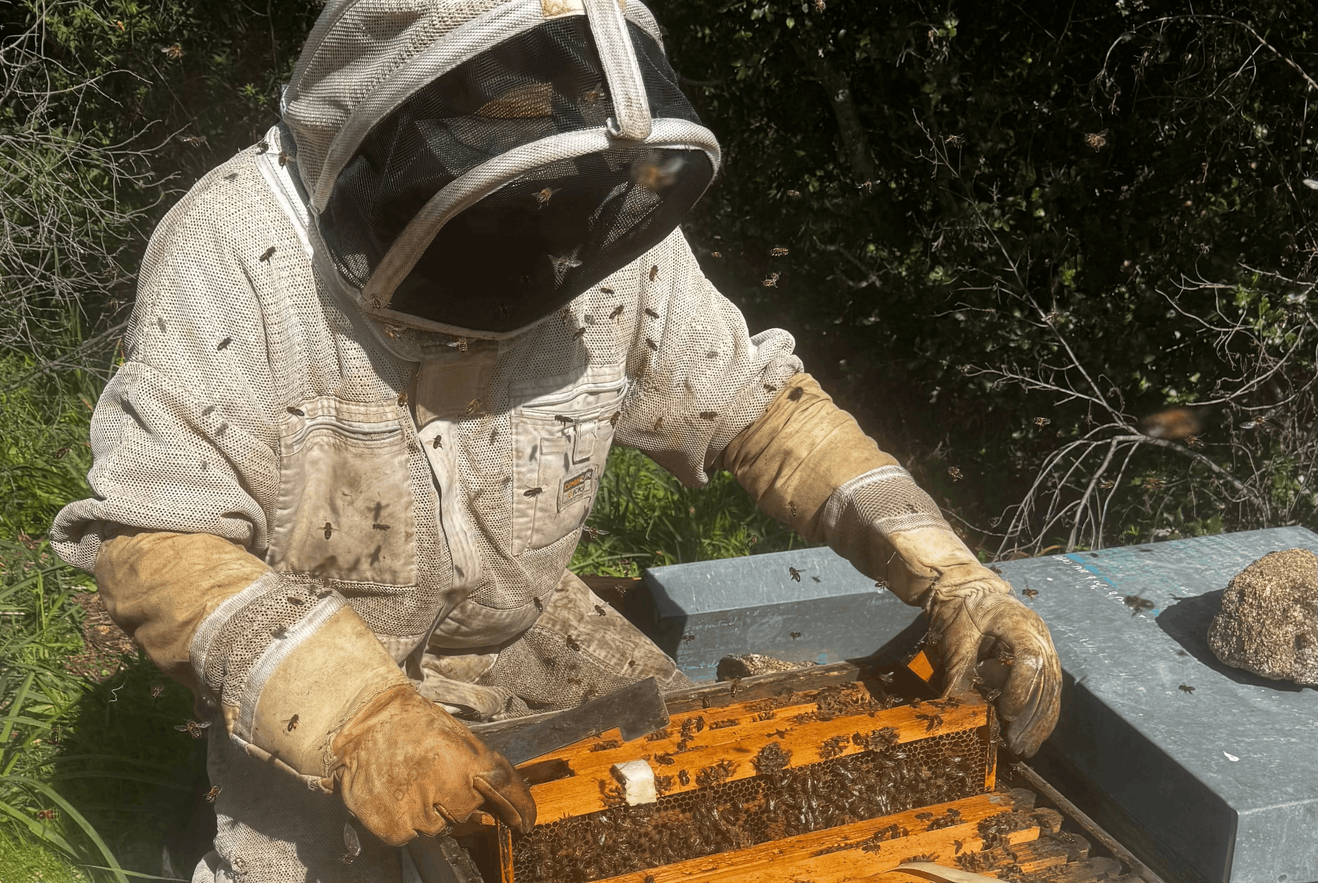 Un apiculteur autour de son rucher